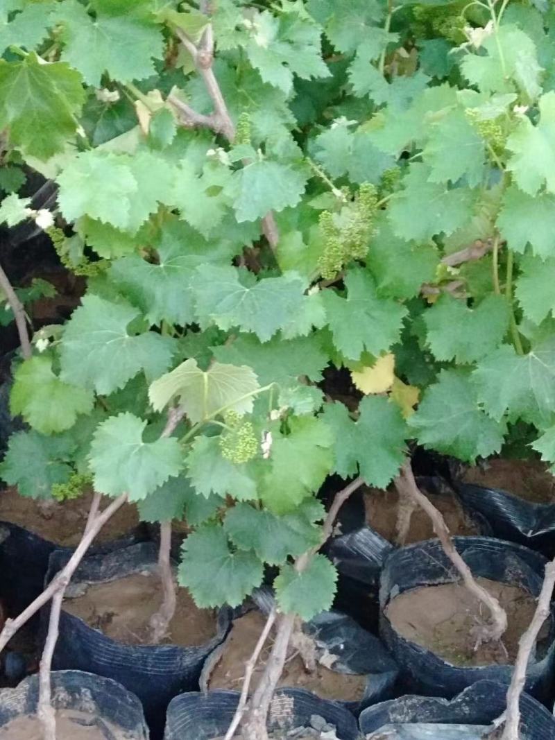 葡萄苗1年30~50cm，占地葡萄树