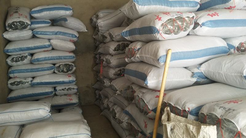 正宗东北吉林农家手工摘来精品大棚黑山秋耳