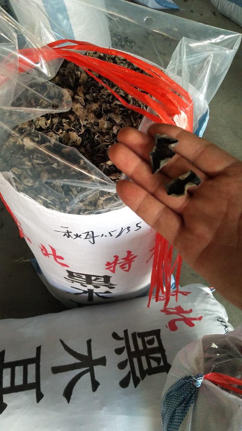 正宗东北吉林农家手工摘来精品大棚黑山秋耳