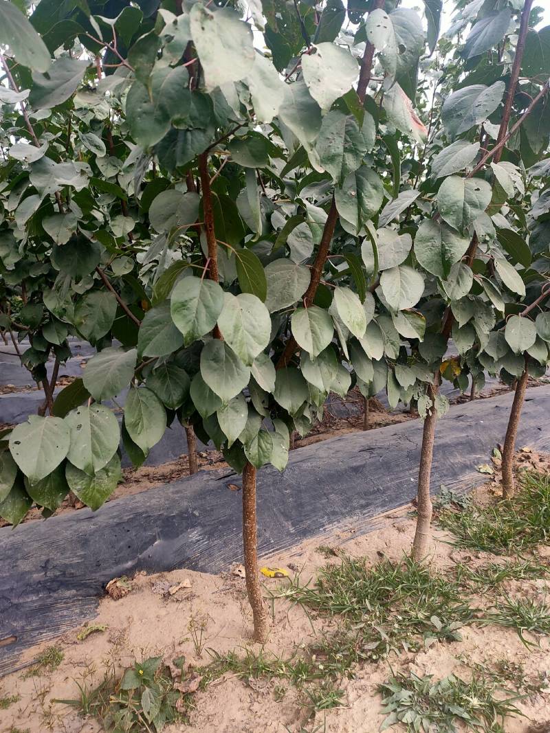 河北秦皇岛市杏树苗2-3公分以上杏树
