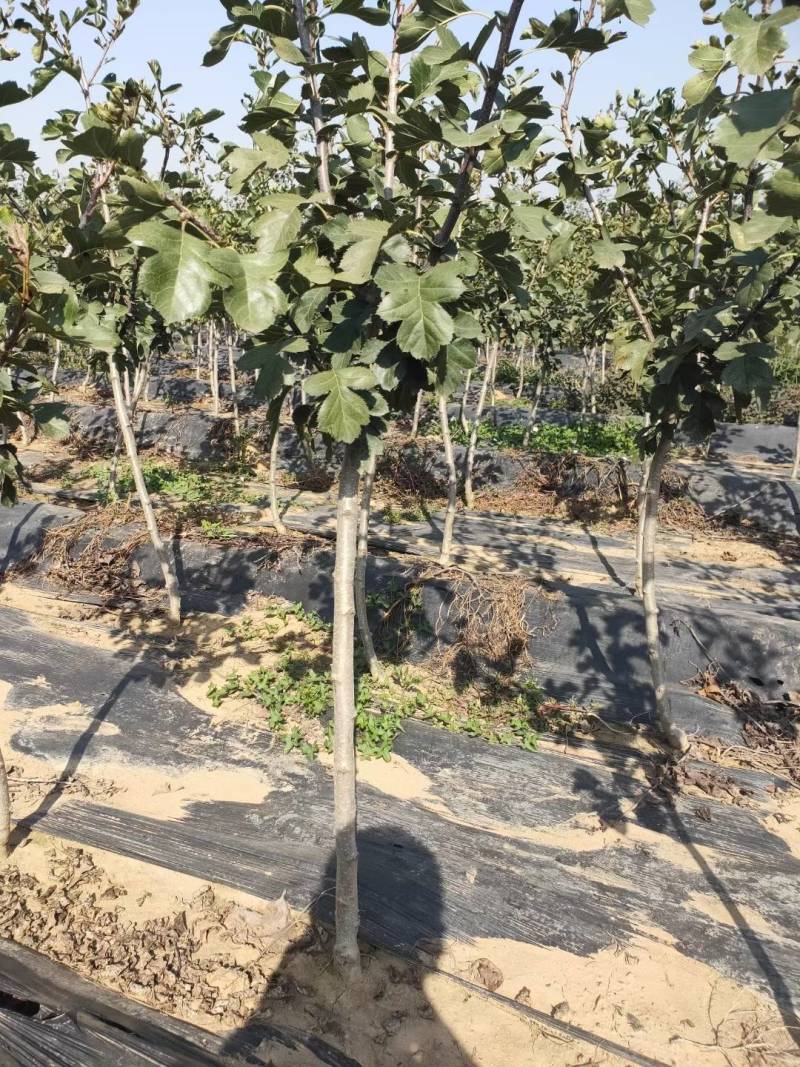 河北秦皇岛市杏树苗2-3公分以上杏树