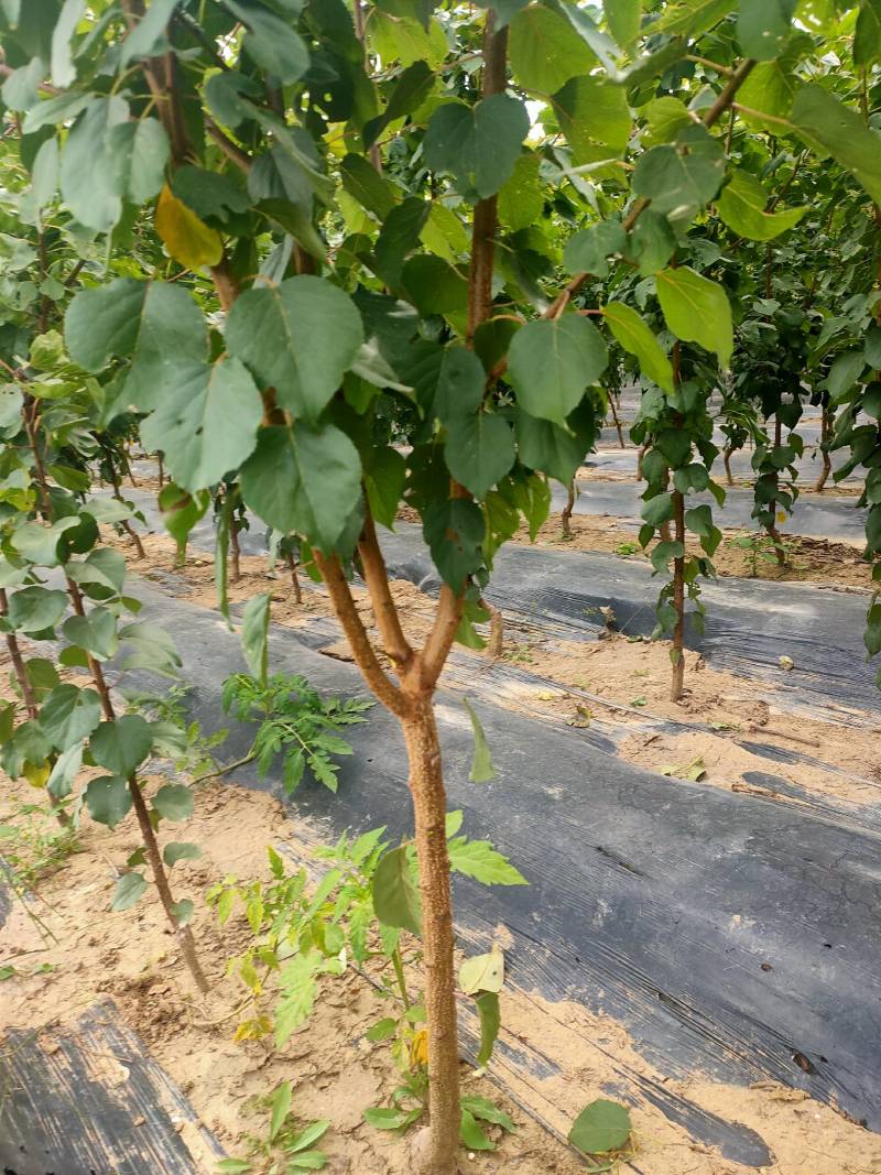 河北秦皇岛市杏树苗2-3公分以上杏树