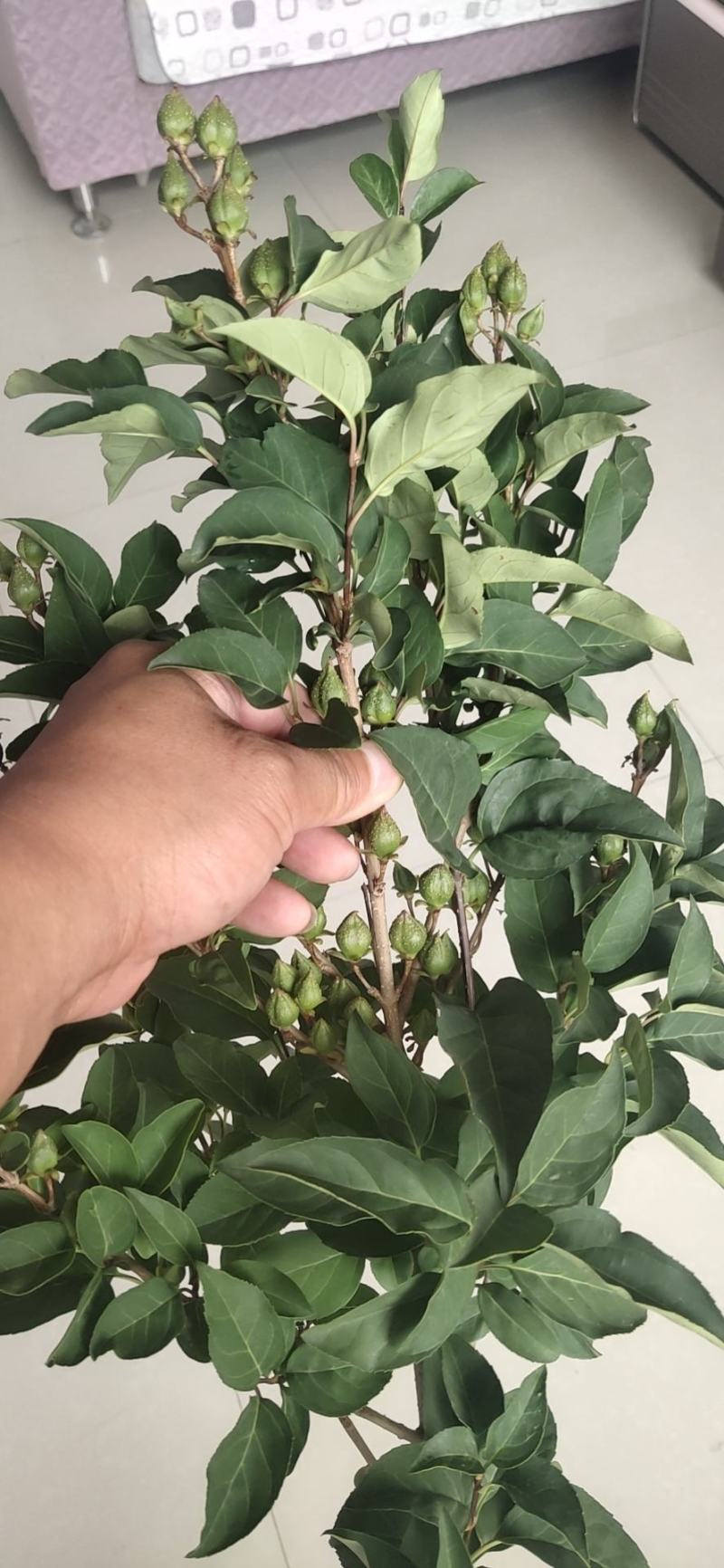 药用连翘苗，丛生连翘苗，15年生连翘苗60~70cm