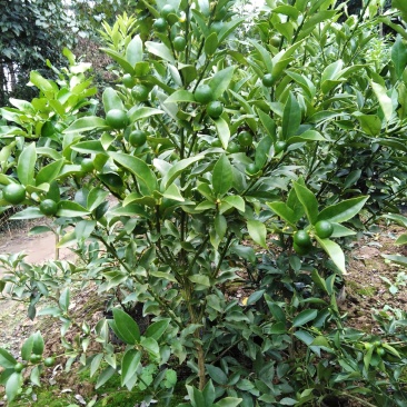 脆皮金桔苗品种纯正基地现挖保湿发货成活率高
