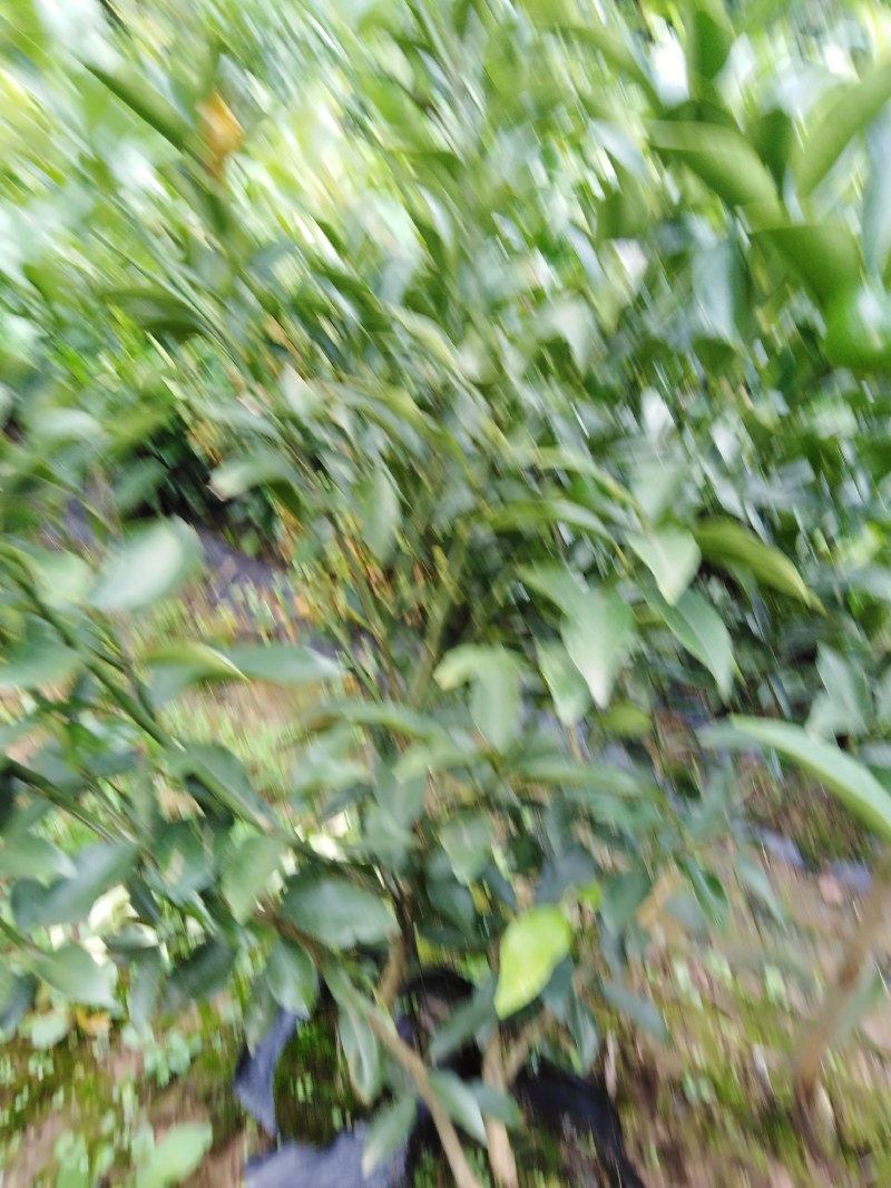脆皮金桔苗品种纯正基地现挖保湿发货成活率高