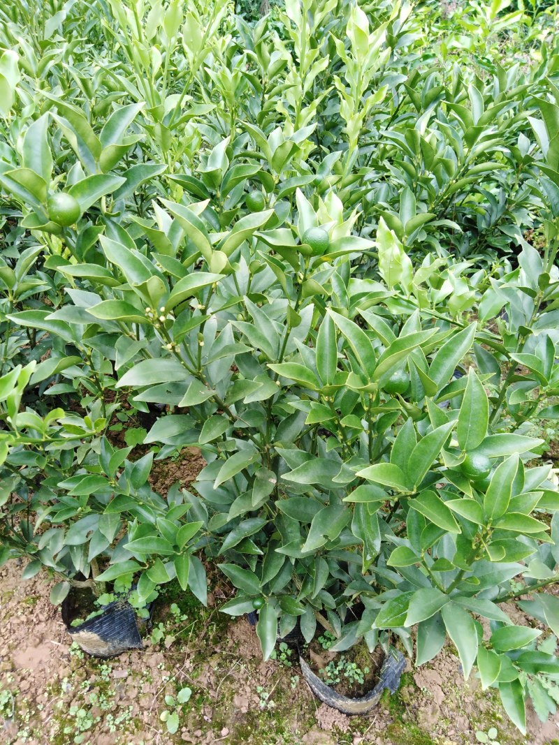 脆皮金桔苗品种纯正基地现挖保湿发货成活率高