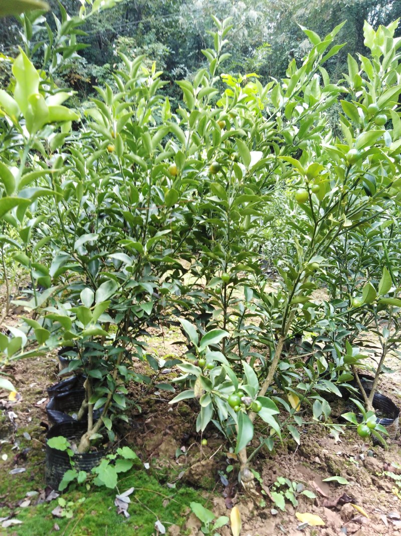 脆皮金桔苗品种纯正基地现挖保湿发货成活率高