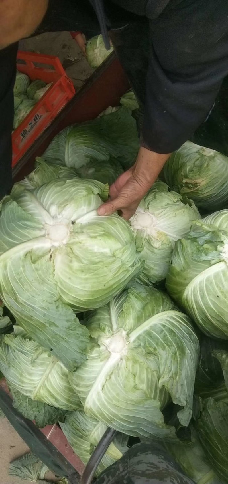 圆包菜，白菜，绿园一号，基地现货，皮色绿，价格优惠电联
