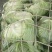 圆包菜，白菜，绿园一号，基地现货，皮色绿，价格优惠电联
