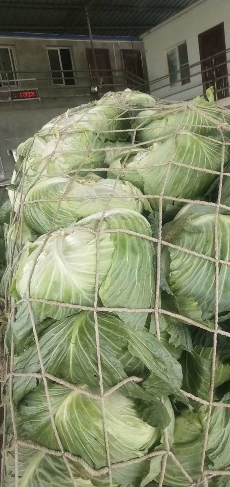 圆包菜，白菜，绿园一号，基地现货，皮色绿，价格优惠电联
