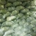 圆包菜，白菜，绿园一号，基地现货，皮色绿，价格优惠电联