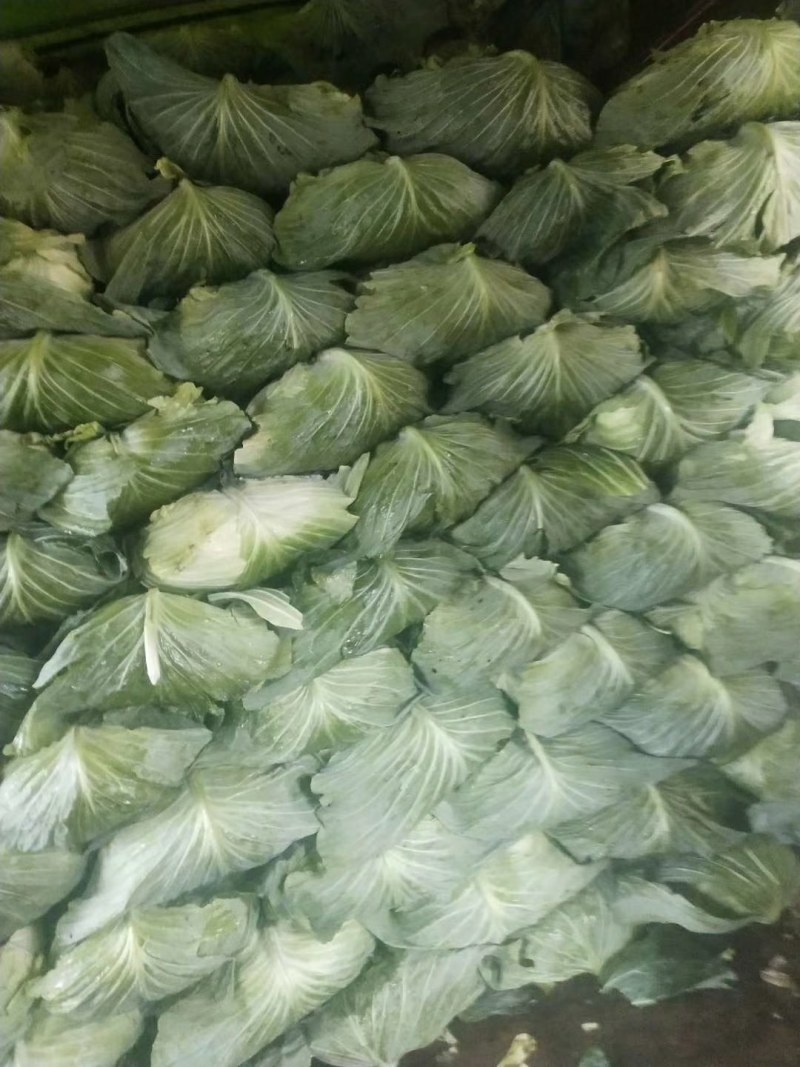 圆包菜，白菜，绿园一号，基地现货，皮色绿，价格优惠电联