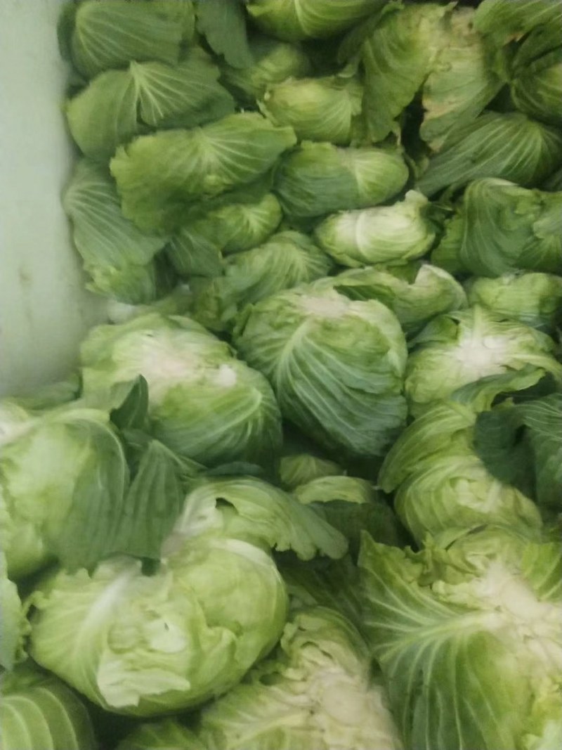 圆包菜，白菜，绿园一号，基地现货，皮色绿，价格优惠电联