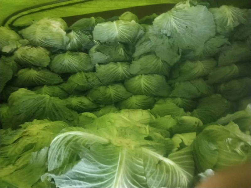 圆包菜，白菜，绿园一号，基地现货，皮色绿，价格优惠电联