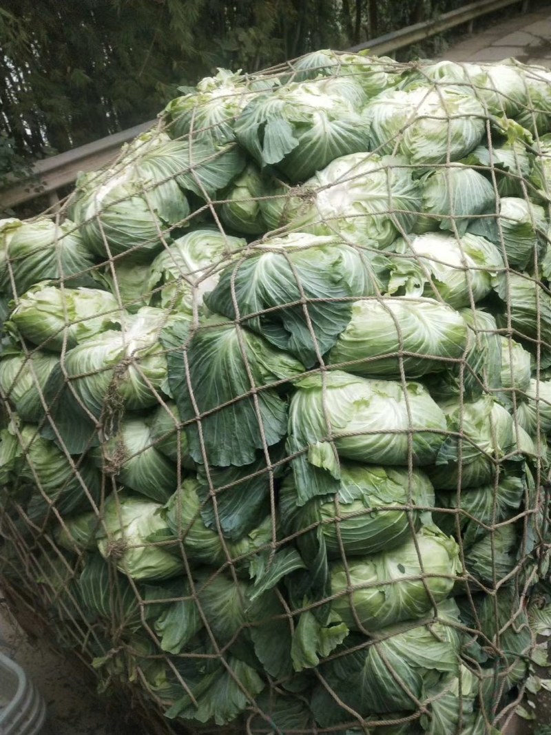 圆包菜，白菜，绿园一号，基地现货，皮色绿，价格优惠电联