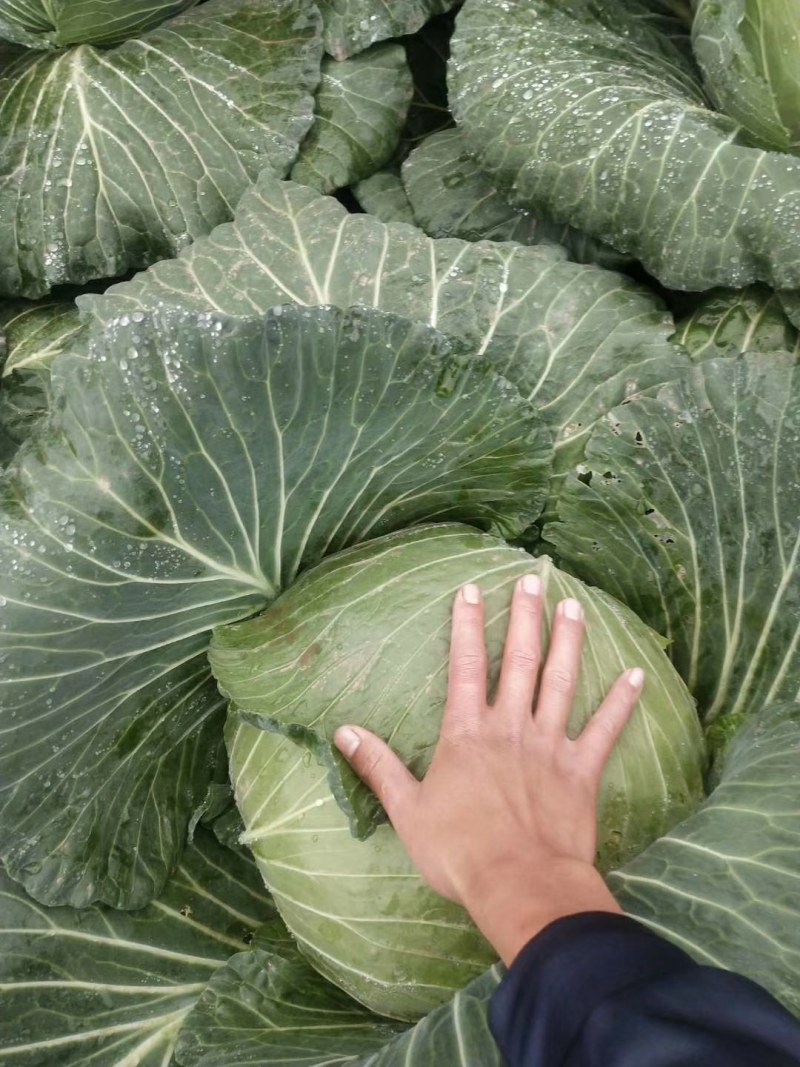 圆包菜，白菜，绿园一号，基地现货，皮色绿，价格优惠电联