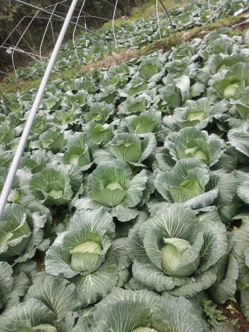 圆包菜，白菜，绿园一号，基地现货，皮色绿，价格优惠电联