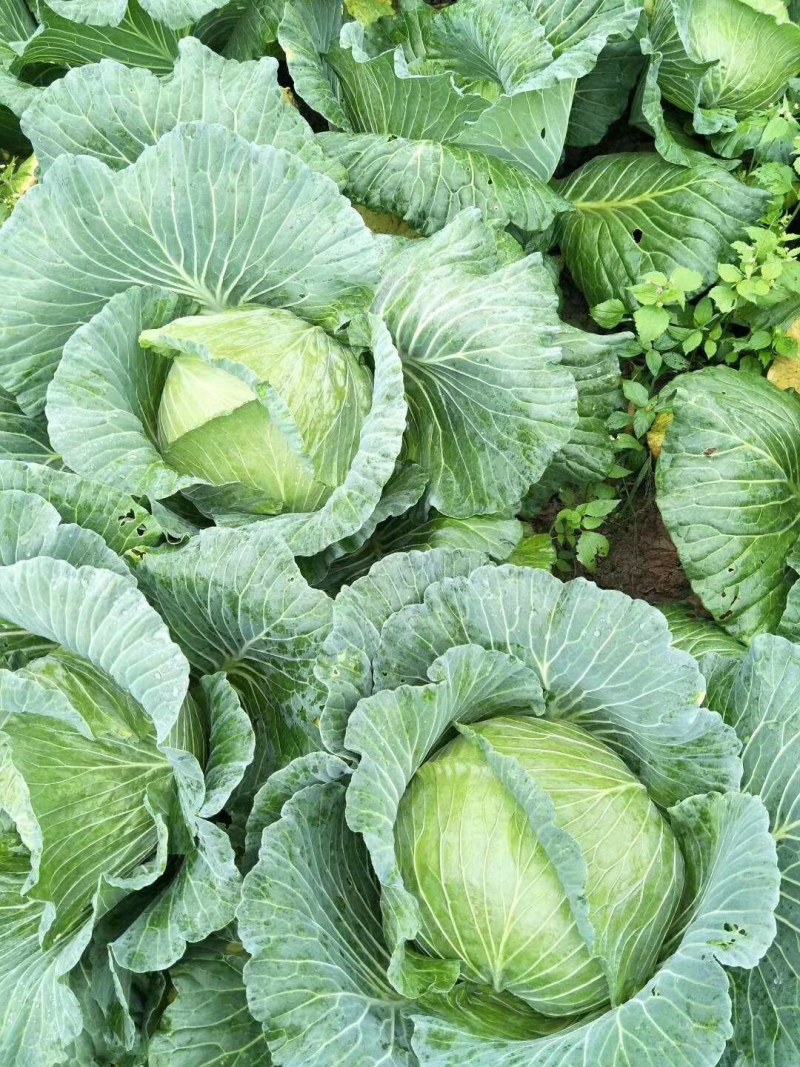 圆包菜，白菜，绿园一号，基地现货，皮色绿，价格优惠电联