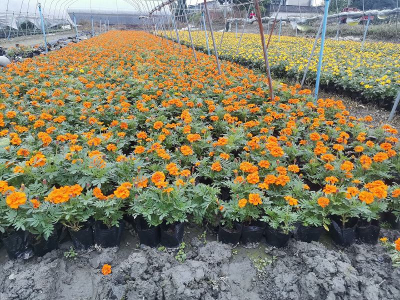 孔雀草自产自销产的四川成都
