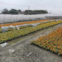 孔雀草自产自销产的四川成都