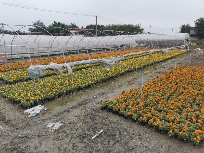 孔雀草自产自销产的四川成都