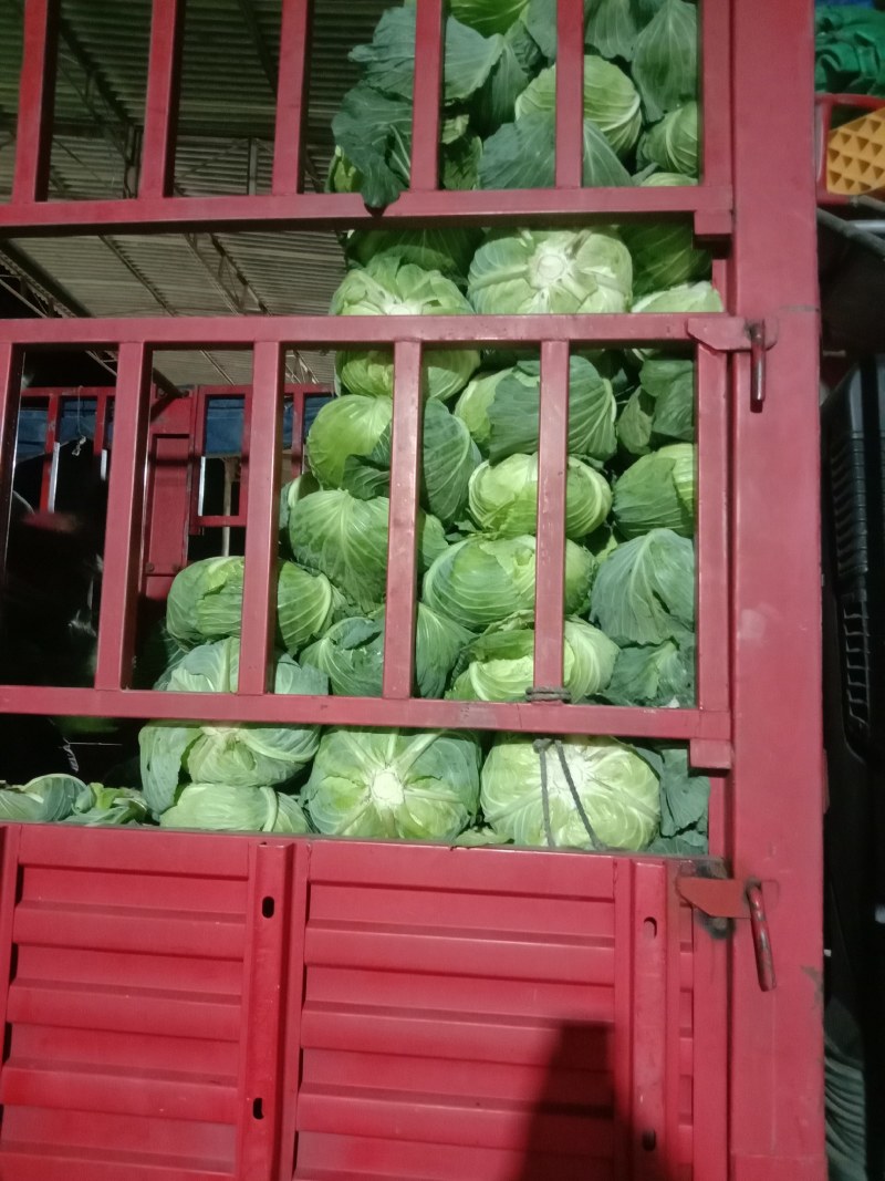 靖远扁包菜奥齐娜莲白产地货皮薄肉脆黄心包菜