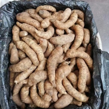 云南新鲜天麻乌麻杂交麻红麻大果中小果
