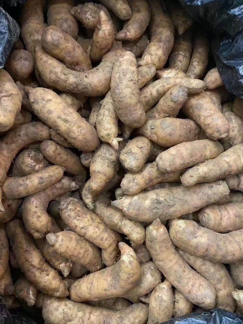 云南新鲜天麻乌麻杂交麻红麻大果中小果