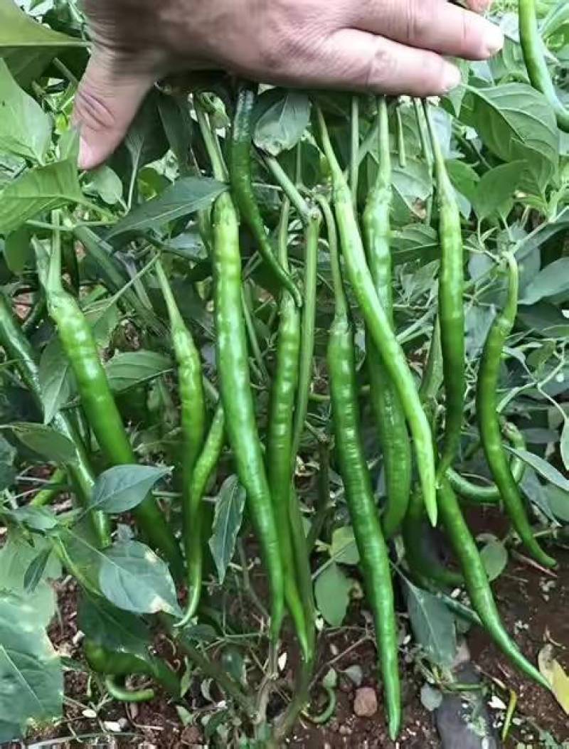 青线椒，红线椒，小皱皮已上市欢迎新老客户