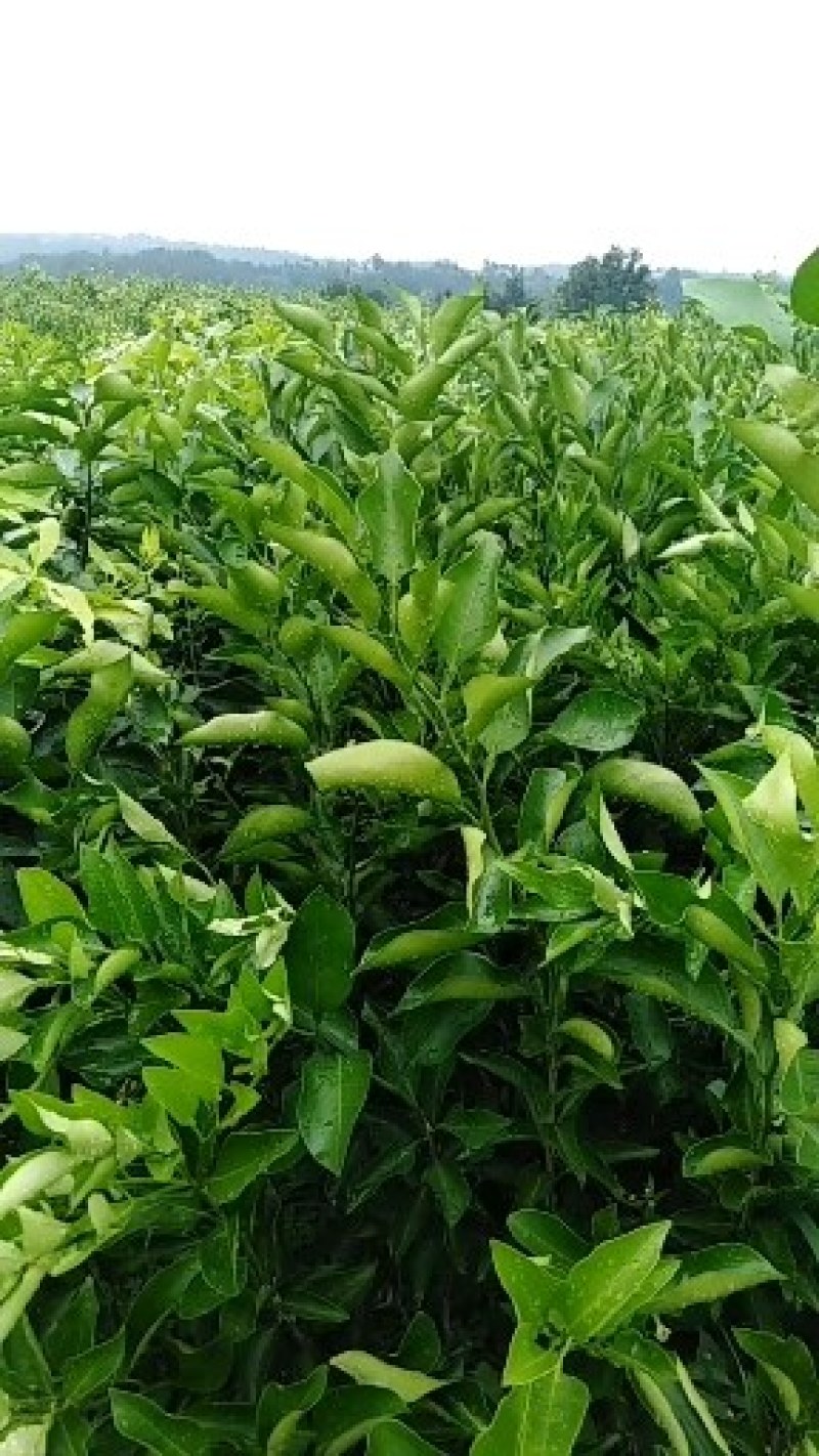 椪柑苗带果三年苗清园品种纯正价格美丽保湿发货