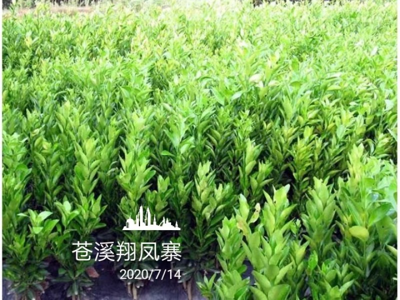 椪柑苗带果三年苗清园品种纯正价格美丽保湿发货