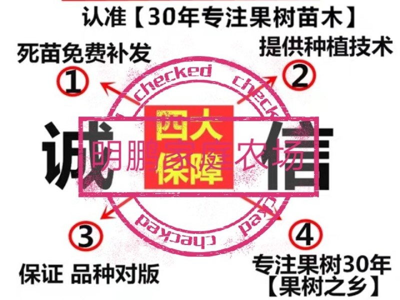椪柑苗带果三年苗清园品种纯正价格美丽保湿发货