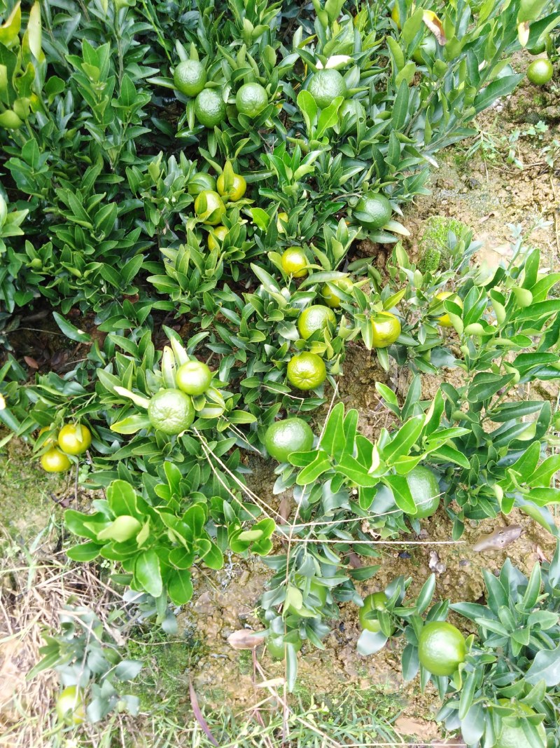 椪柑苗带果三年苗清园品种纯正价格美丽保湿发货