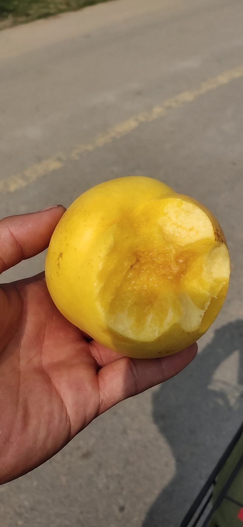 黄油，黄金油桃。早熟露天，卢龙河北油桃