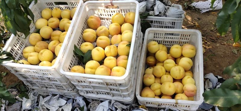 黄油，黄金油桃。早熟露天，卢龙河北油桃