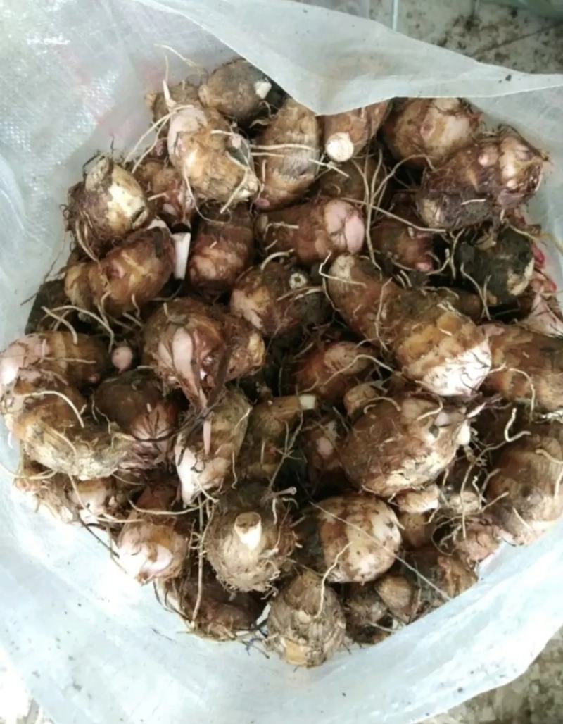 南阳万亩优质红芽芋现已上市，欢迎各位老板前来采购