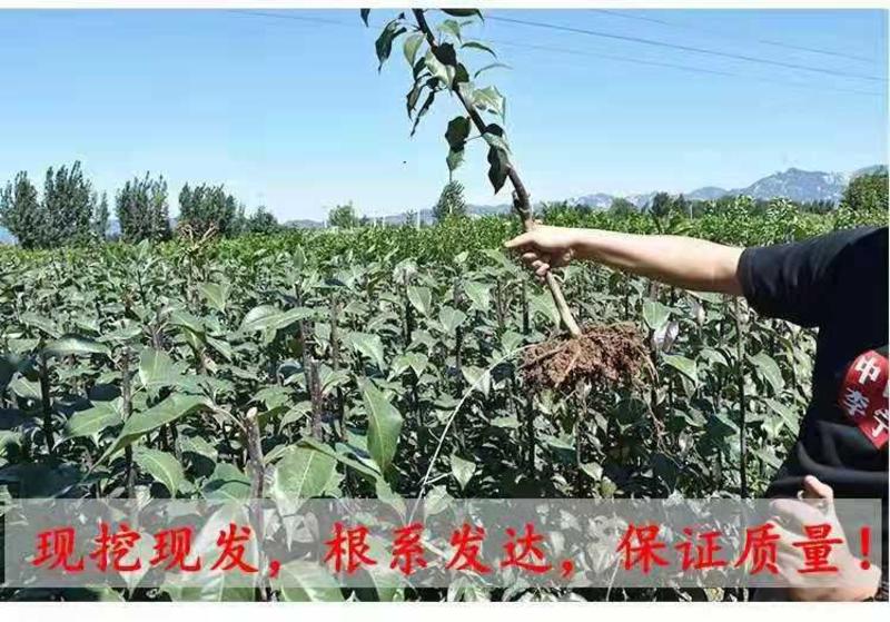 黑梨苗、产量高抗病毒性强、适应能力强、基地起苗保湿发货
