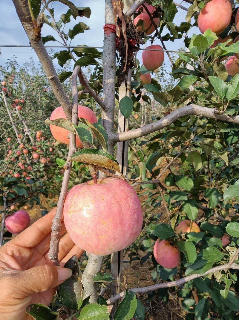 山东优质纸袋红富士苹果产地批发种植基地