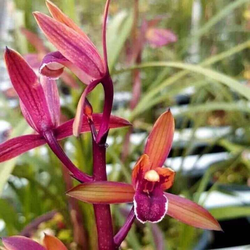 超香兰花兰花苗室内绿植花卉好养兰花盆栽