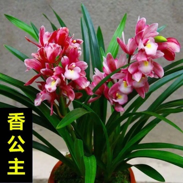 超香兰花兰花苗室内绿植花卉好养兰花盆栽