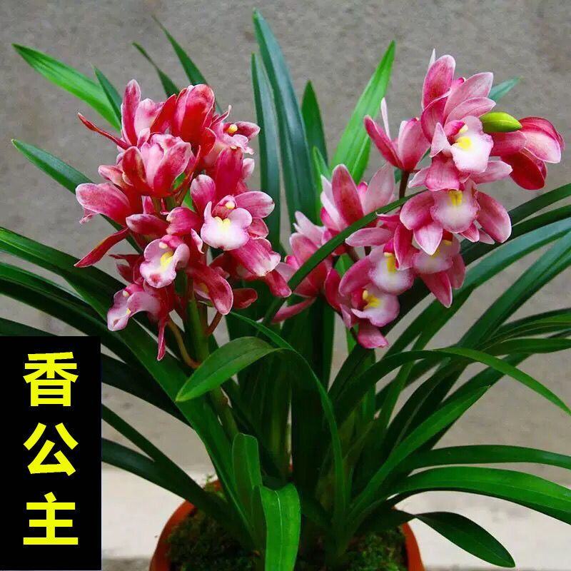 超香兰花兰花苗室内绿植花卉好养兰花盆栽