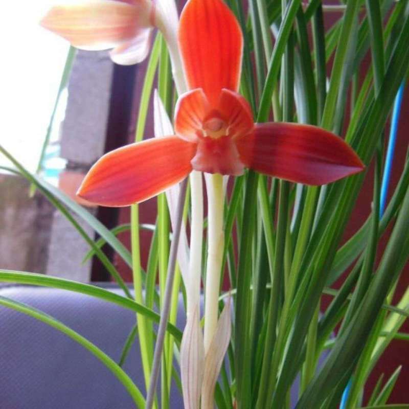 超香兰花兰花苗室内绿植花卉好养兰花盆栽