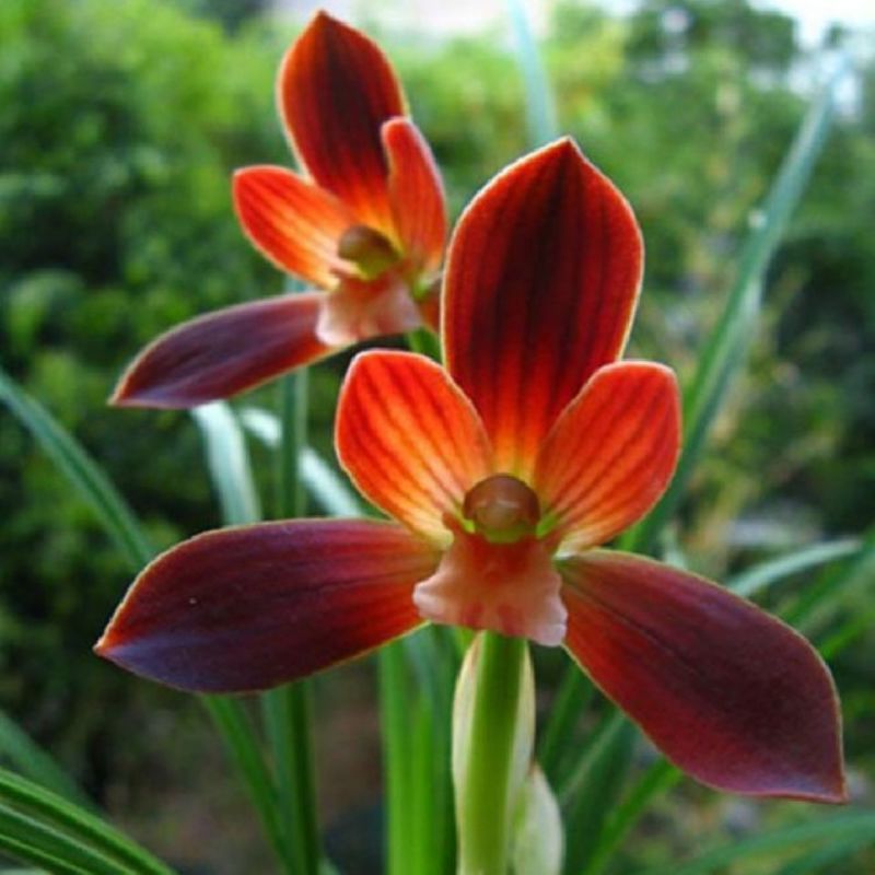 超香兰花兰花苗室内绿植花卉好养兰花盆栽