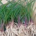 超香兰花兰花苗室内绿植花卉好养兰花盆栽