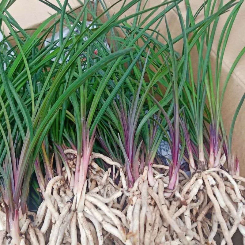 超香兰花兰花苗室内绿植花卉好养兰花盆栽