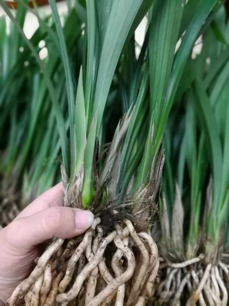 超香兰花兰花苗室内绿植花卉好养兰花盆栽