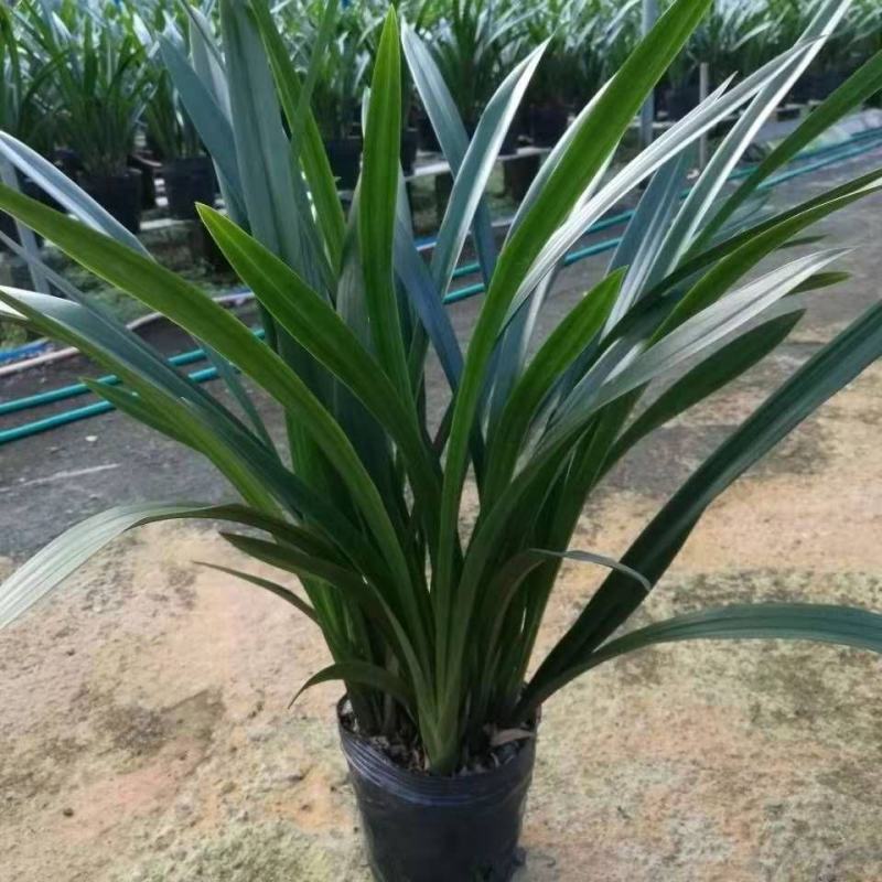 超香兰花兰花苗室内绿植花卉好养兰花盆栽