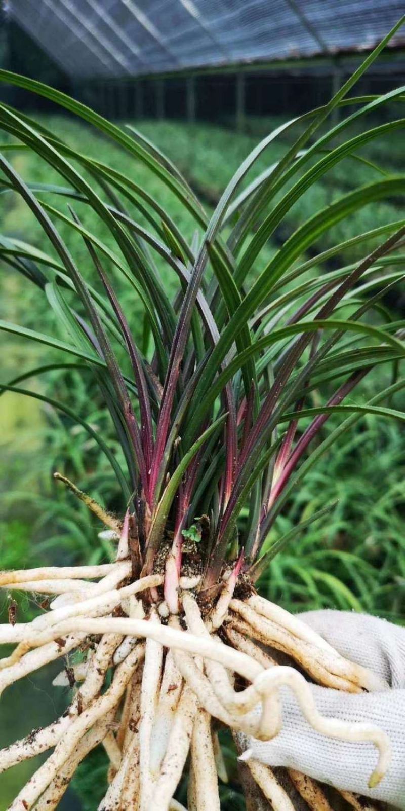 超香兰花兰花苗室内绿植花卉好养兰花盆栽