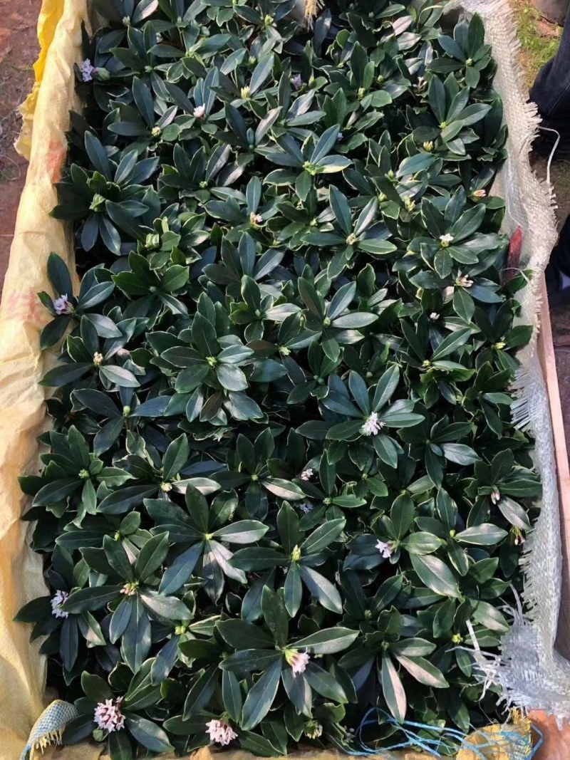 金边瑞香原装带土发货基地直销量大价优各种规格