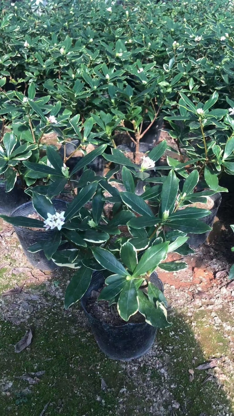 金边瑞香原装带土发货基地直销量大价优各种规格